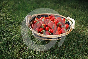 Strawberries basket on green lawn background