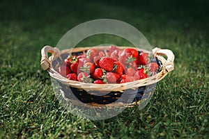 Strawberries basket on green lawn background