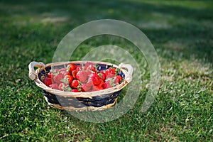 Strawberries basket on green lawn background