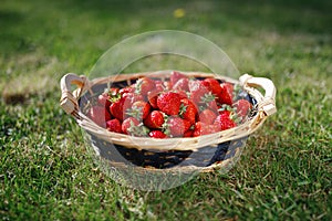 Strawberries basket on green lawn background