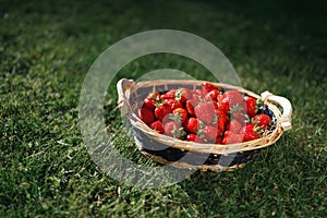 Strawberries basket on green lawn background