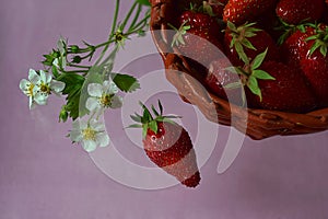Strawberries in a basket, strawberry leaves and flowers on a pink background