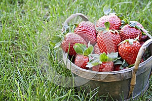 Strawberries in a basket