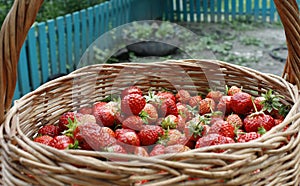 strawberries in a basket on a wooden table in a natural background, tasty first-class organic fruits as a concept for summer
