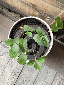 Strawberries in a beautiful pot