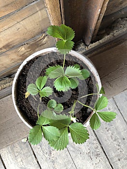 Strawberries in a beautiful pot