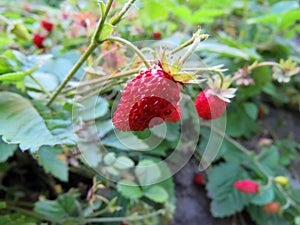 Strawberries on a bed