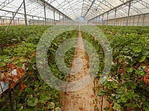 Strawberries being grown commercially on table top irrigation system