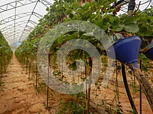 Strawberries being grown commercially on table top irrigation system