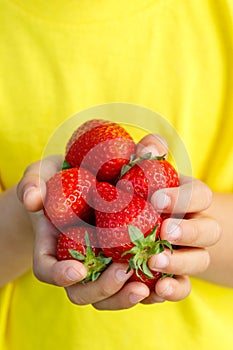 Strawberries berry fruits strawberry berries fruit summer hands