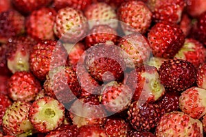 Strawberries berry wild bunch