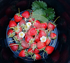 Strawberries with black background