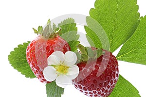 Strawberries and blooms