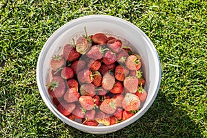 Strawberries in a bowl