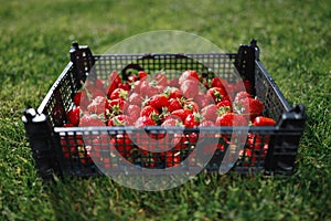 Strawberries box on green lawn background