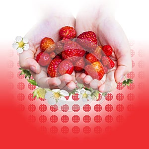 Strawberries in Children Hands