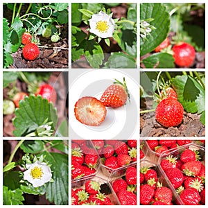 Strawberries collage