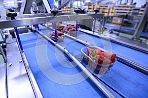 Strawberries on conveyor belt