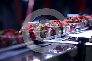 Strawberries on conveyor belt photo