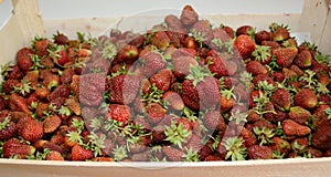 Strawberries in a crate. They are just harvested.