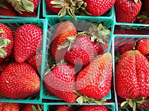 Strawberries displayed in baskets