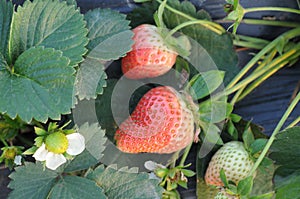 Strawberries in the field