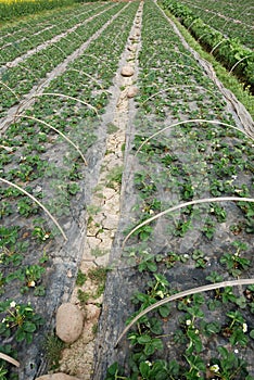 Strawberries field