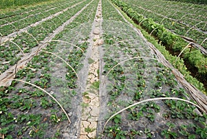 Strawberries field