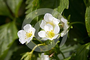 Strawberries flowers