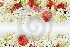 Strawberries with flowers of bird cherry on a white background. Sunny spring background. Border with the copy space.