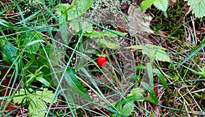 Strawberries in the forest after a summer rain.