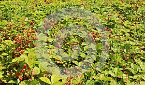 Strawberries in the forest on a summer sunny day. A field of red, ripe tasty strawberries. Green foliage and red berries