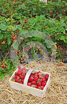 Strawberries - fresh from the field - III