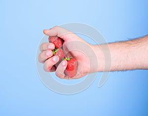 Strawberries fresh gathered harvest in male fist close up. Hand holds red sweet ripe berries blue background. Squeezing