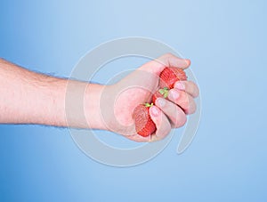 Strawberries fresh gathered harvest in male fist close up. Producing fresh strawberry juice. Hand holds red sweet ripe