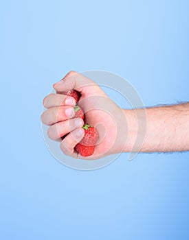 Strawberries fresh gathered harvest in male fist close up. Squeezing fresh strawberry juice. Hand holds red sweet ripe