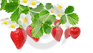strawberries.fresh red berries