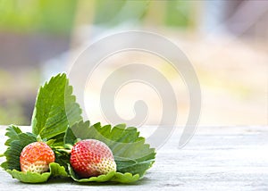 Strawberries freshly picked