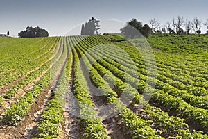 Strawberries furrows in Elyachin, Israel