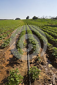 Strawberries furrows in Elyachin, Israel photo