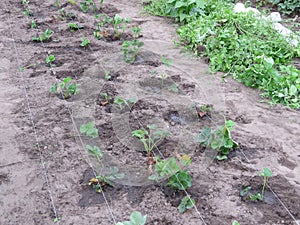 Strawberries - Garden - Gardening - organic food