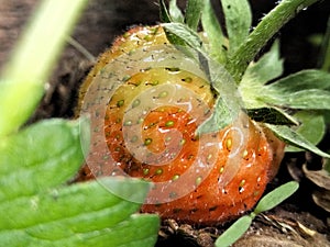 Strawberries in the garden, a greengrocer, flowering fruits and vegetables