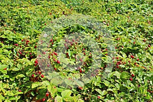 Strawberries in the garden on a summer day. Field of strawberry plants having both white flowers and red berries