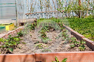 Strawberries and garlic in seedbed