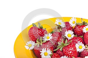 Strawberries - garnished with daisy flowers