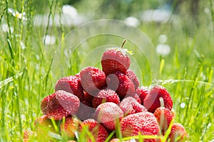 Strawberries on green grass