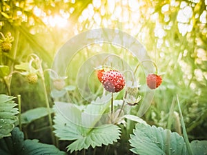 Strawberries in green grass on a summer sunny day.