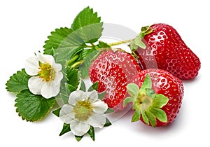 Strawberries with green leaf and flowers isolated