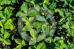 Strawberries green leaves in the garden