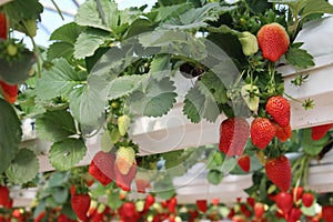 Strawberries in a greenhouse, picking strawberries, red and green background